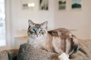 A tabby cat sits on the back of a grey textured sofa.
