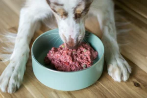 A white and brown spotted dog eats a meal of fresh, raw meat from a light green ceramic bowl on a wooden floor.