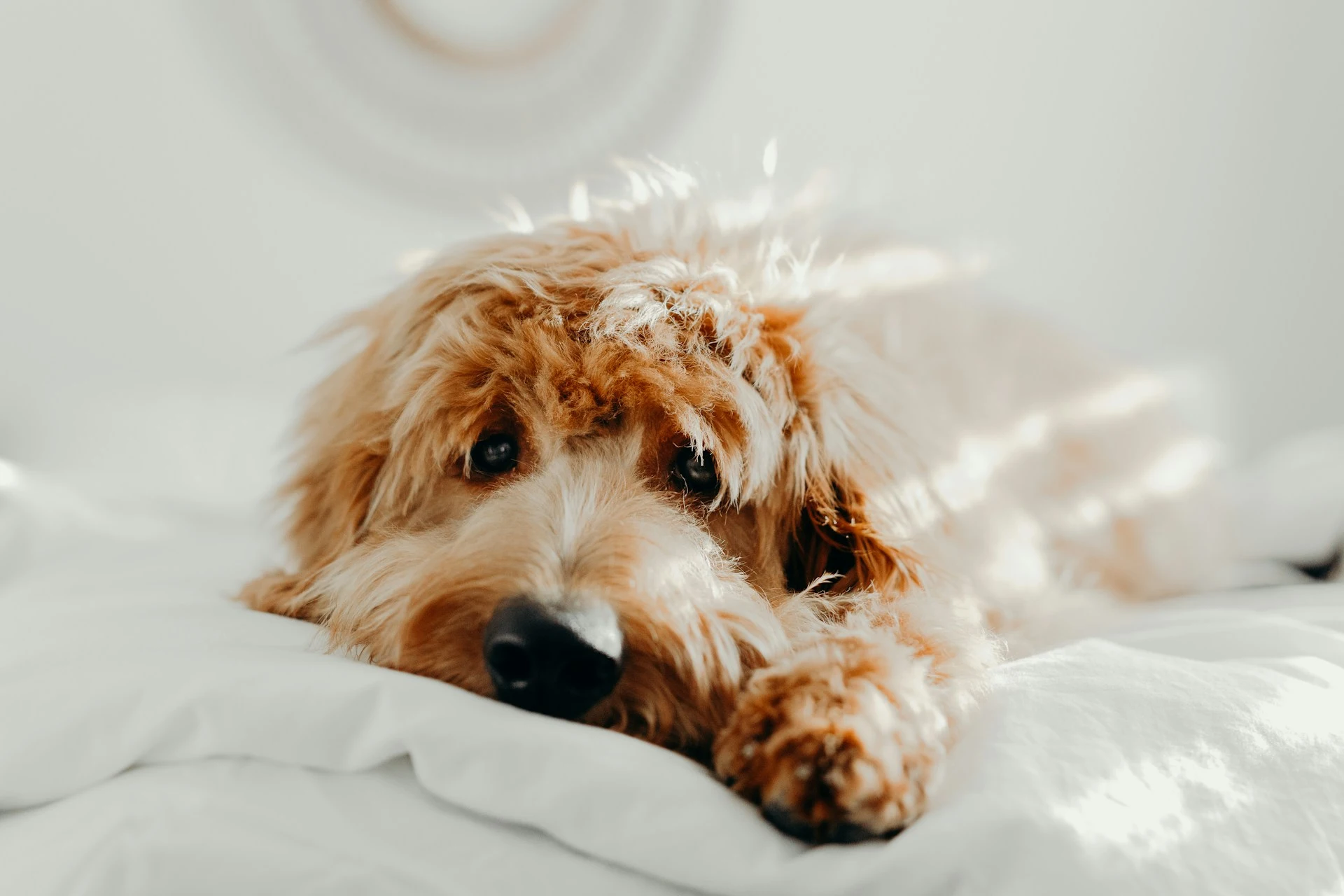 What Is Separation Anxiety in Dogs?