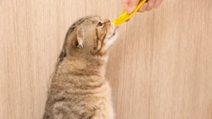A tabby cat reaches up to a treat held by a person.