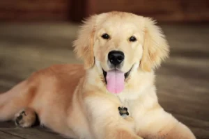 A golden retriever puppy lying on a wooden floor, wearing a bone-shaped ID tag.