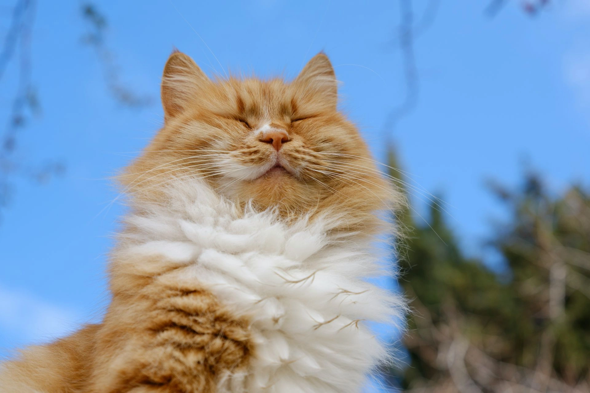 How Much Should I Feed My Overweight Cat or Dog?