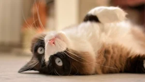 A Ragdoll cat lies upside down on a wooden floor.