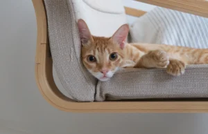 An orange tabby cat lies on a light-colored wooden chair.