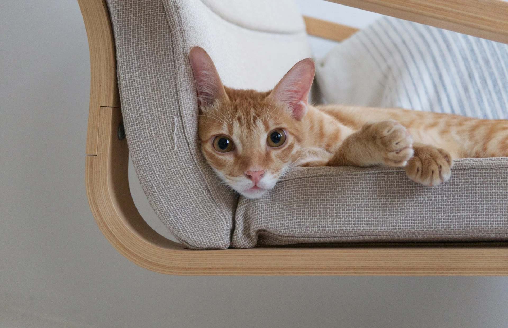 An orange tabby cat lies on a light-colored wooden chair.