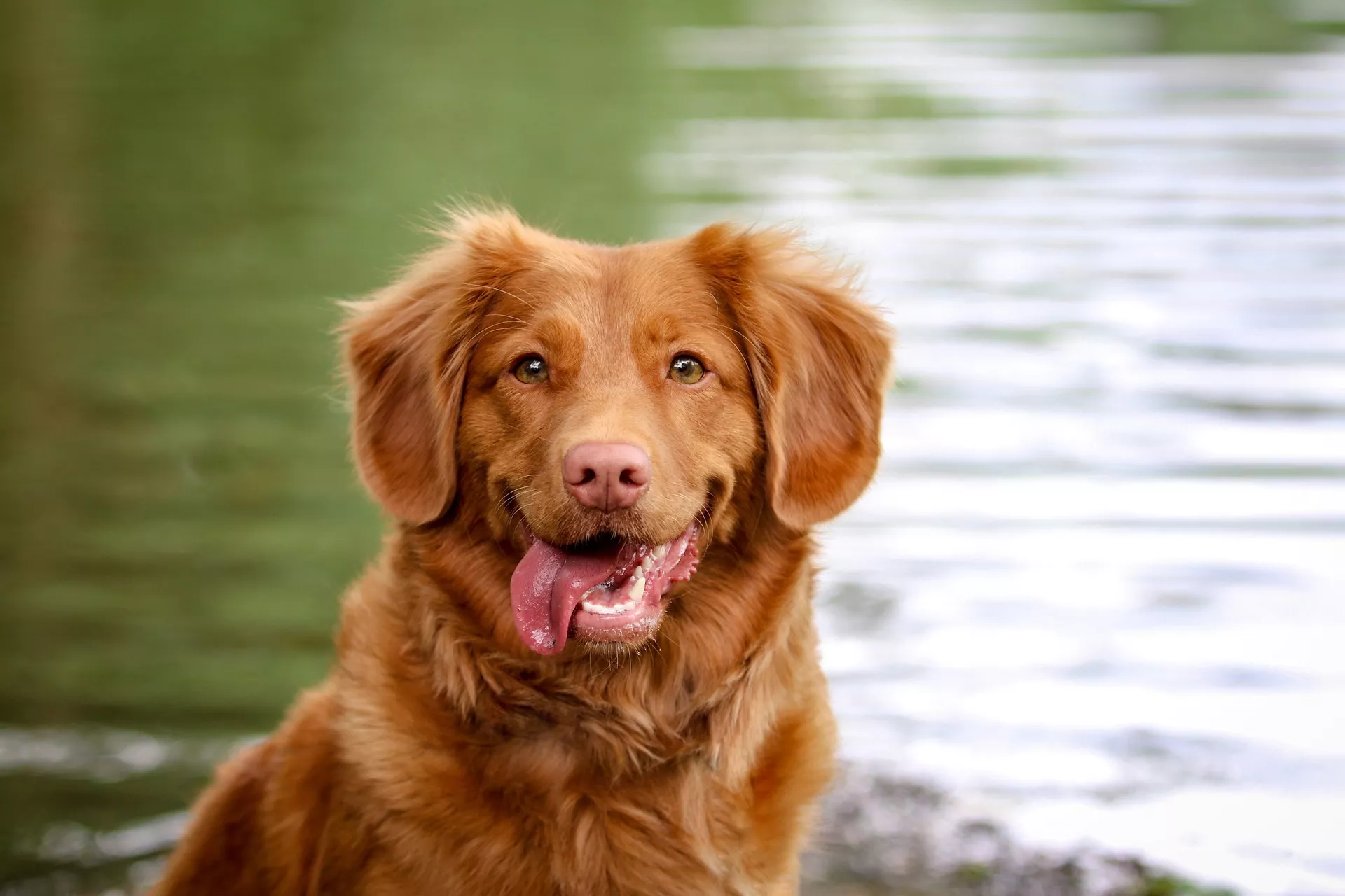 A dog against a blurred green water background.