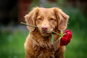 A dog holding red rose in its mouth against a soft green background.
