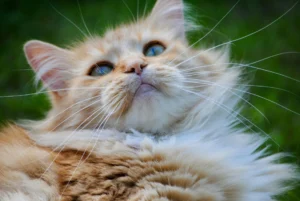 A ginger cat against a blurred green background.