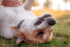 A dog lies upside down on its back in the grass, bearing a "toothy" grin while receiving a belly rub from a person.