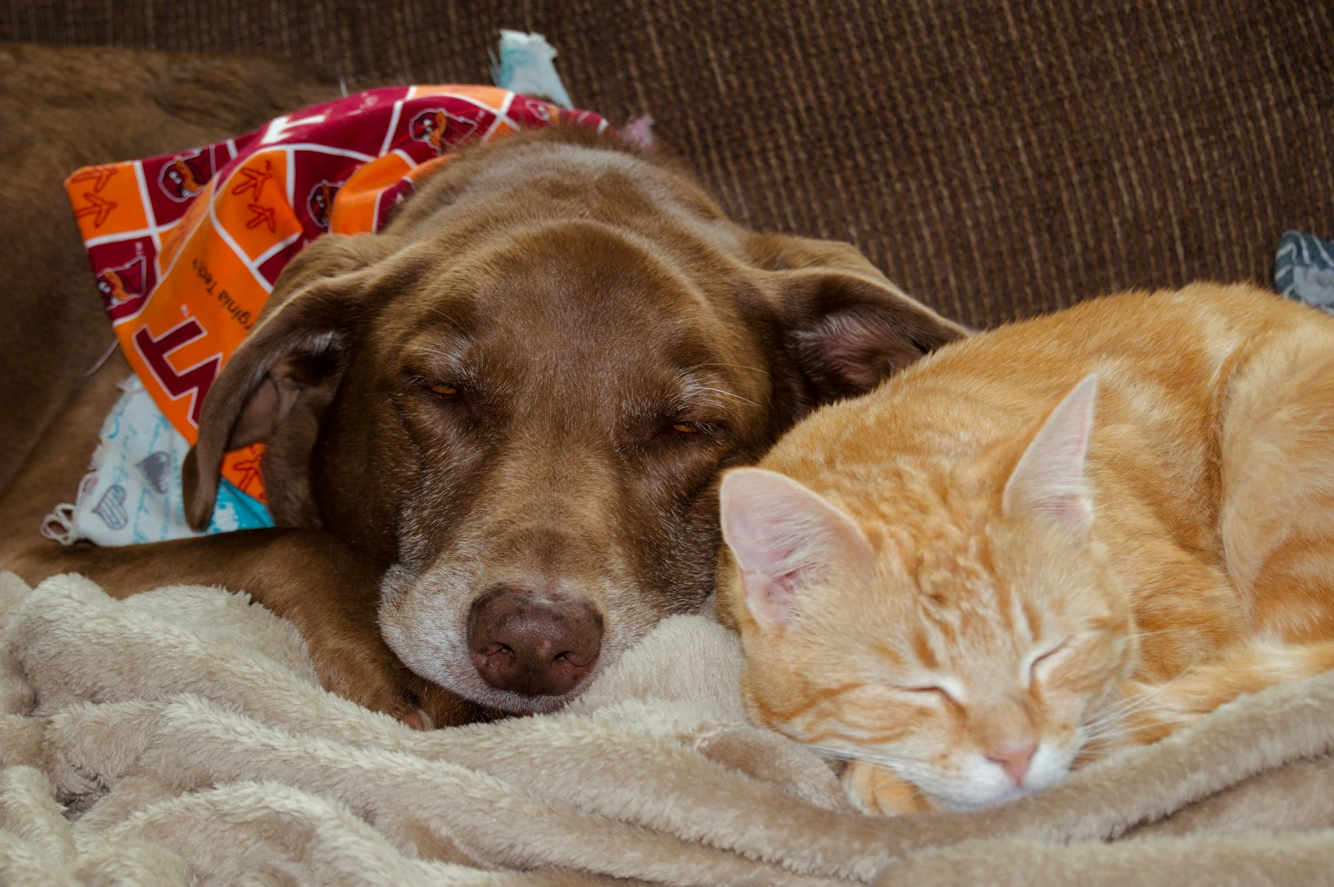 A brown dog and an orange tabby cat sleep soundly side-by-side on a beige blanket.