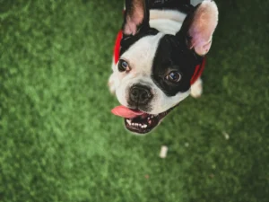 A French Bulldog sitting on a green lawn.