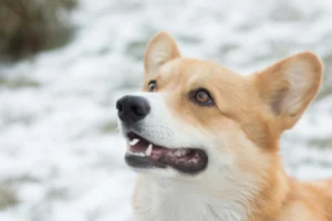 A Pembroke Welsh Corgi looking upward against a background of a snowy field.