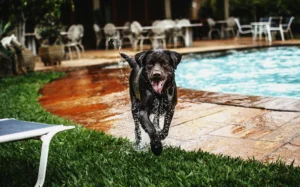 A black Labrador runs as it heads away from a swimming pool