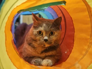 A grey-and-tan cat peeks out from rainbow-patterned play tunnel.