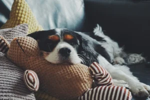 A Cavalier King Charles Spaniel rests its head sleepily on a large, textured brown plush toy .