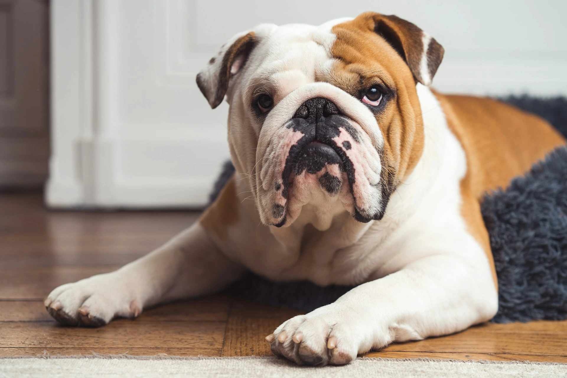 A English Bulldog lying on a wooden floor next to a plush grey pet bed.