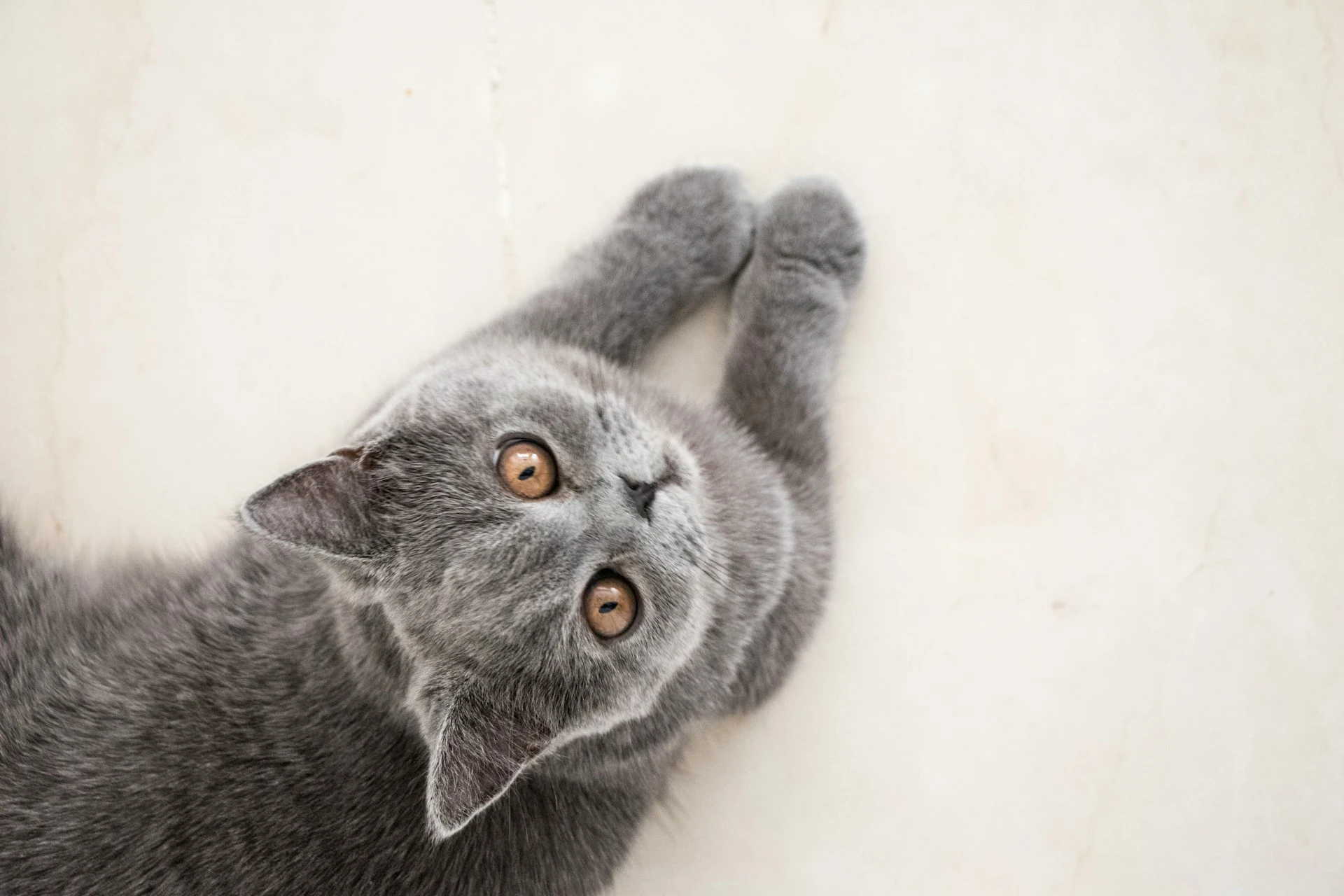 A top-down view of a cat looking directly upward while resting on a light-colored surface.