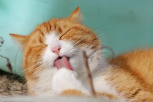 An orange and white cat with its eyes closed, licking its paw.